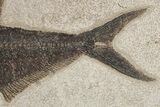 Long Fossil Fish (Diplomystus) - Wyoming #222921-3